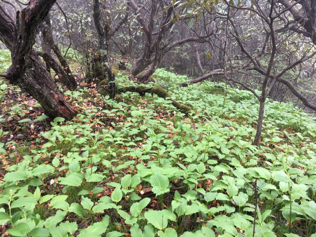 《彭州天台山》